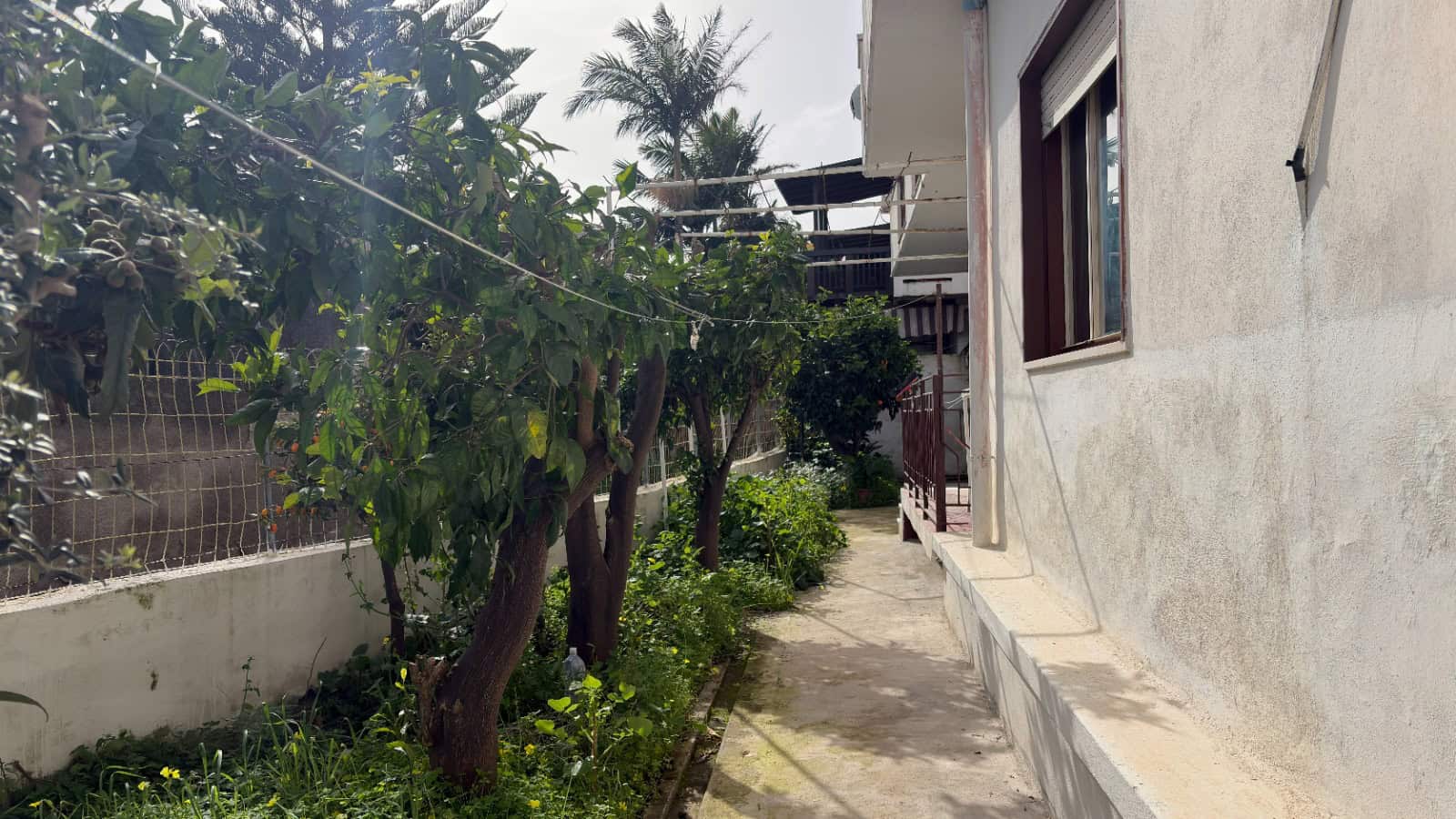 Piante di frutta e giardino ben curato accanto a una casa con pareti bianche e finestra, ambiente residenziale tranquillo e verdeggiante in Italia.