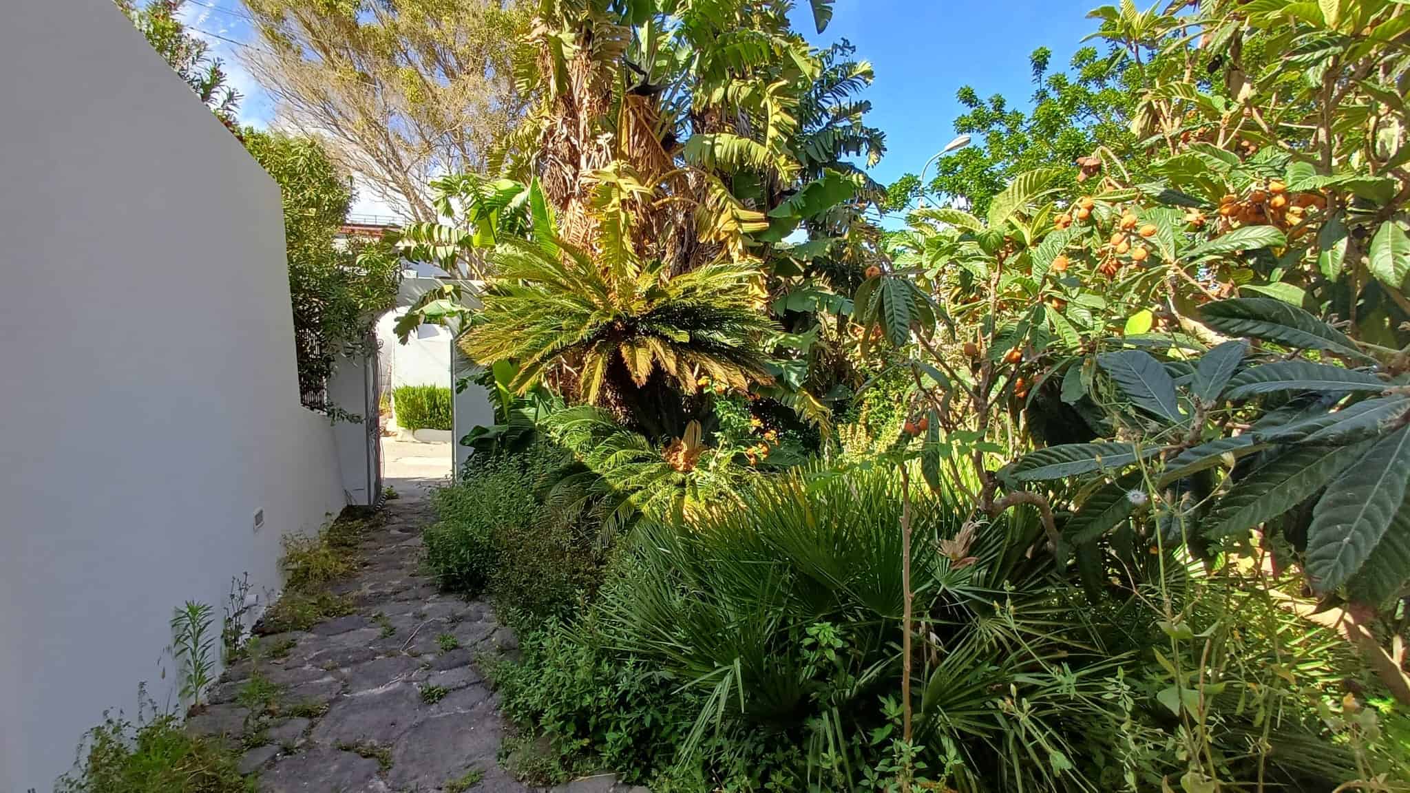 Vialetto laterale con piante tropicali e vegetazione rigogliosa, ambiente esterno tranquillo e verdeggiante, ideale per relax e passeggiate in giardino.