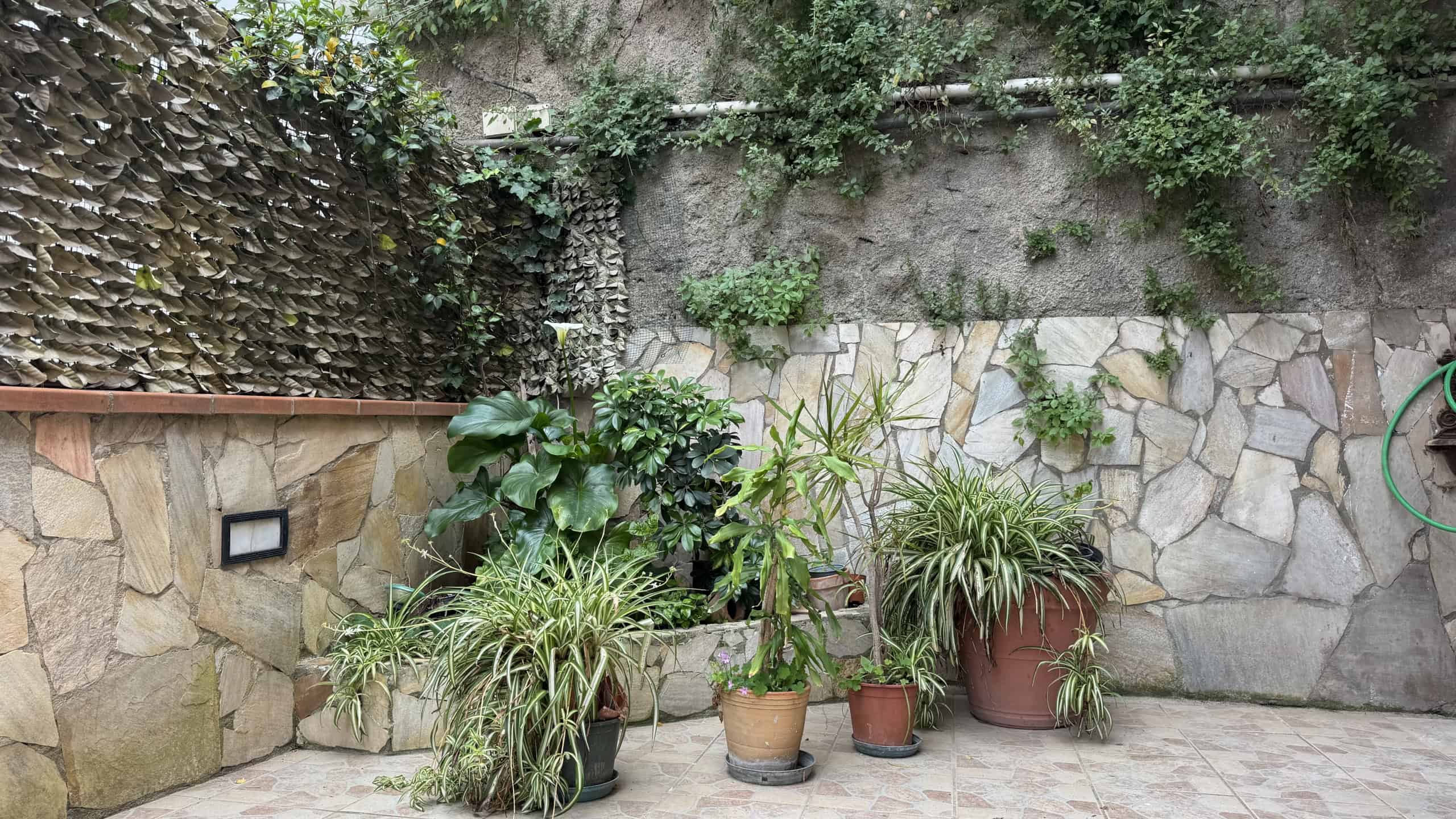 Pianta di piante verdi in vasi di terracotta e plastica su un cortile con pareti in pietra e muro di mattoni, atmosfera naturale e tranquilla.