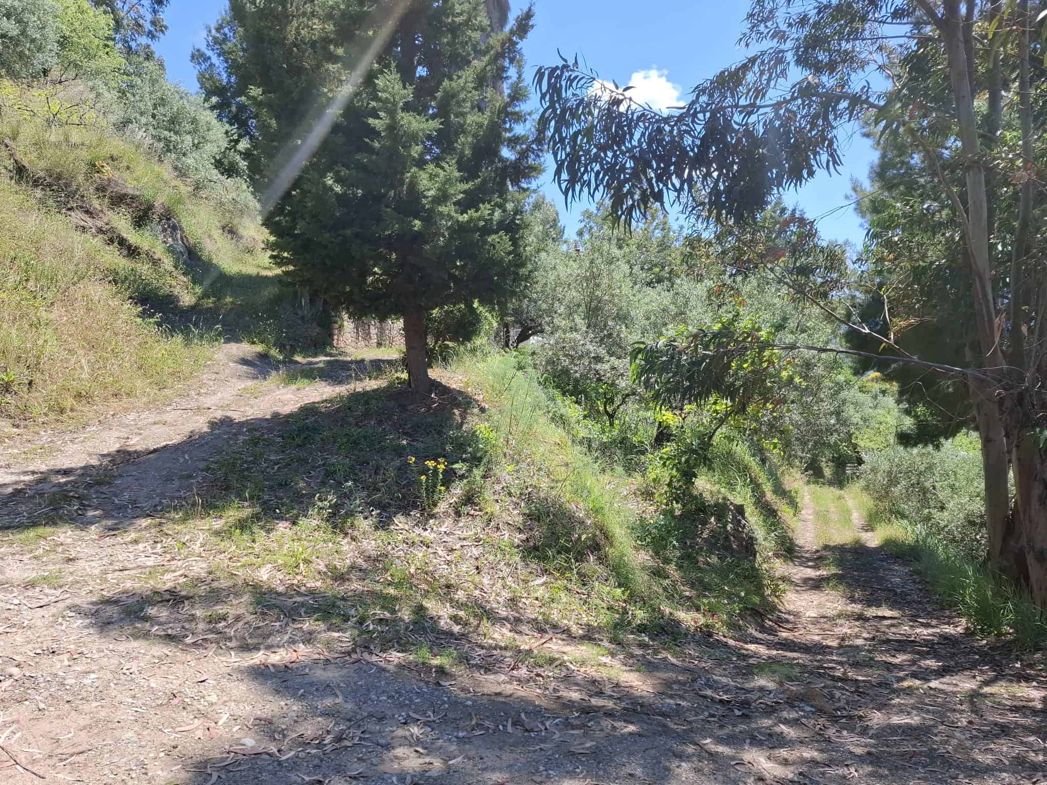 Sentiero sterrato tra alberi e vegetazione verde in un paesaggio naturale soleggiato, ideale per escursioni e passeggiate all'aperto.