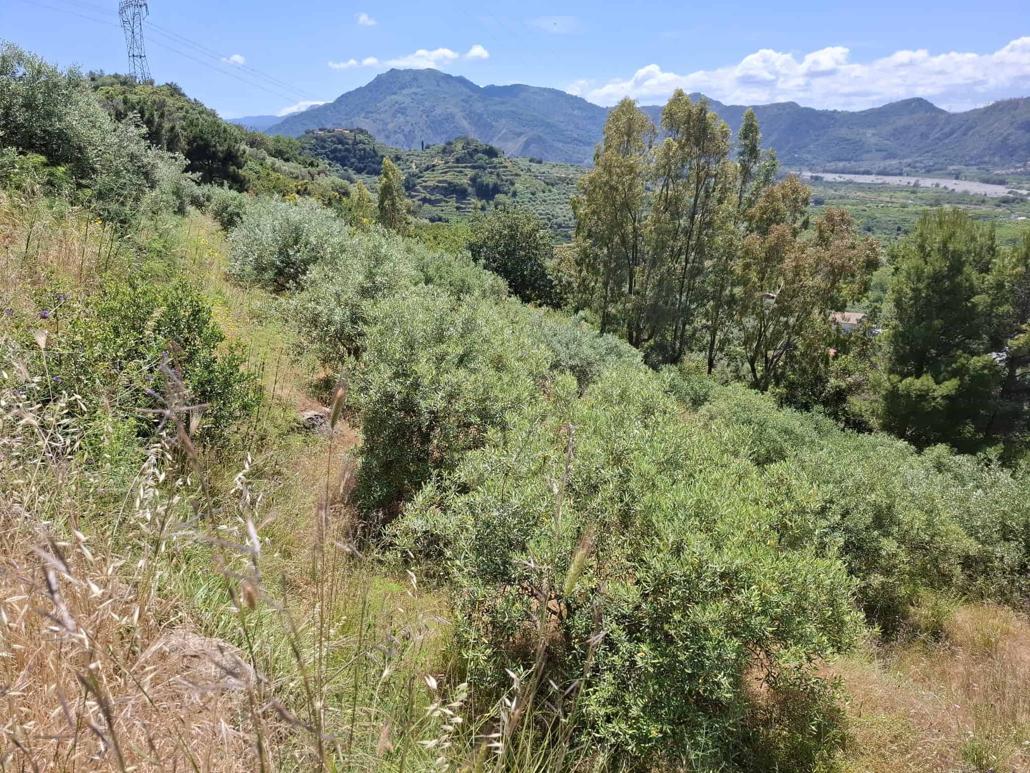 Verde paesaggio collinare con alberi e cespugli, montagne sullo sfondo, cielo sereno, ideale per investimenti immobiliari e progetti di sviluppo sostenibile in Italia.