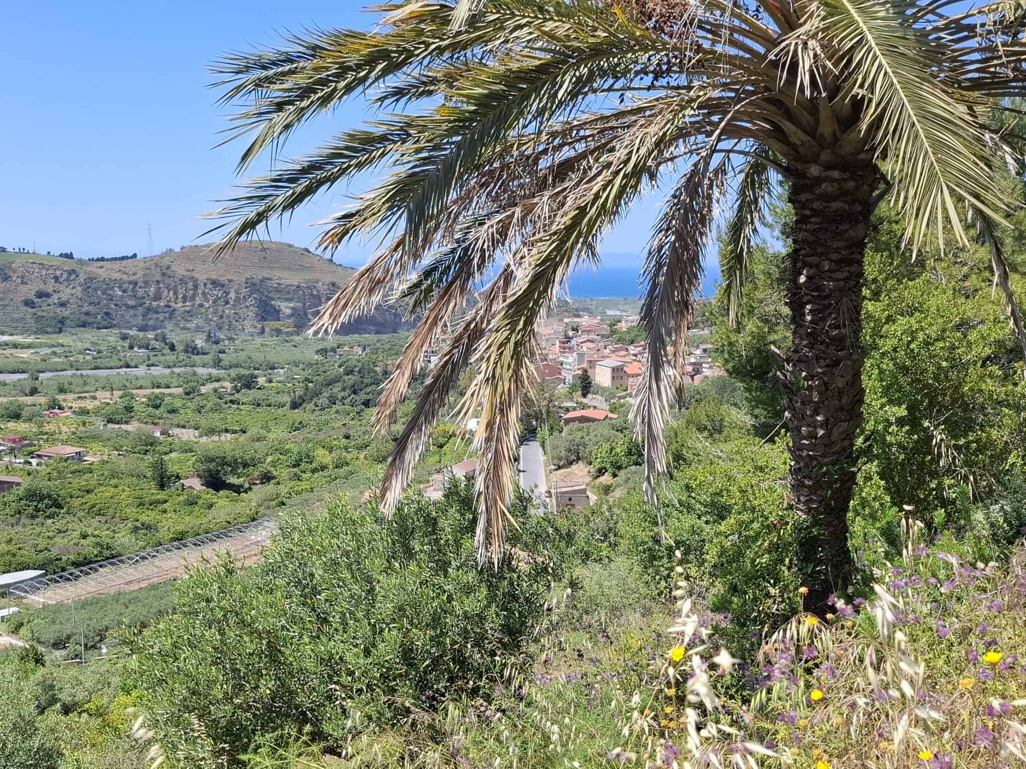 Vista panoramica di un paesaggio rurale con palma, colline e vegetazione verde, ideale per immobili e proprietà in vendita o affitto in zone naturali e tranquille.