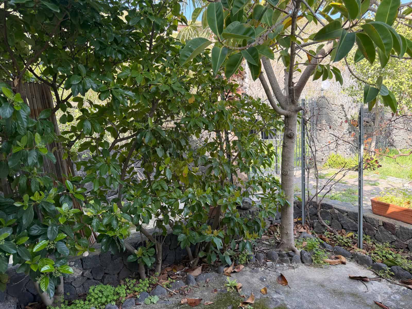 Vialetto nel giardino con piante e alberi, pietre e foglie cadute, ambiente naturale e tranquillo.