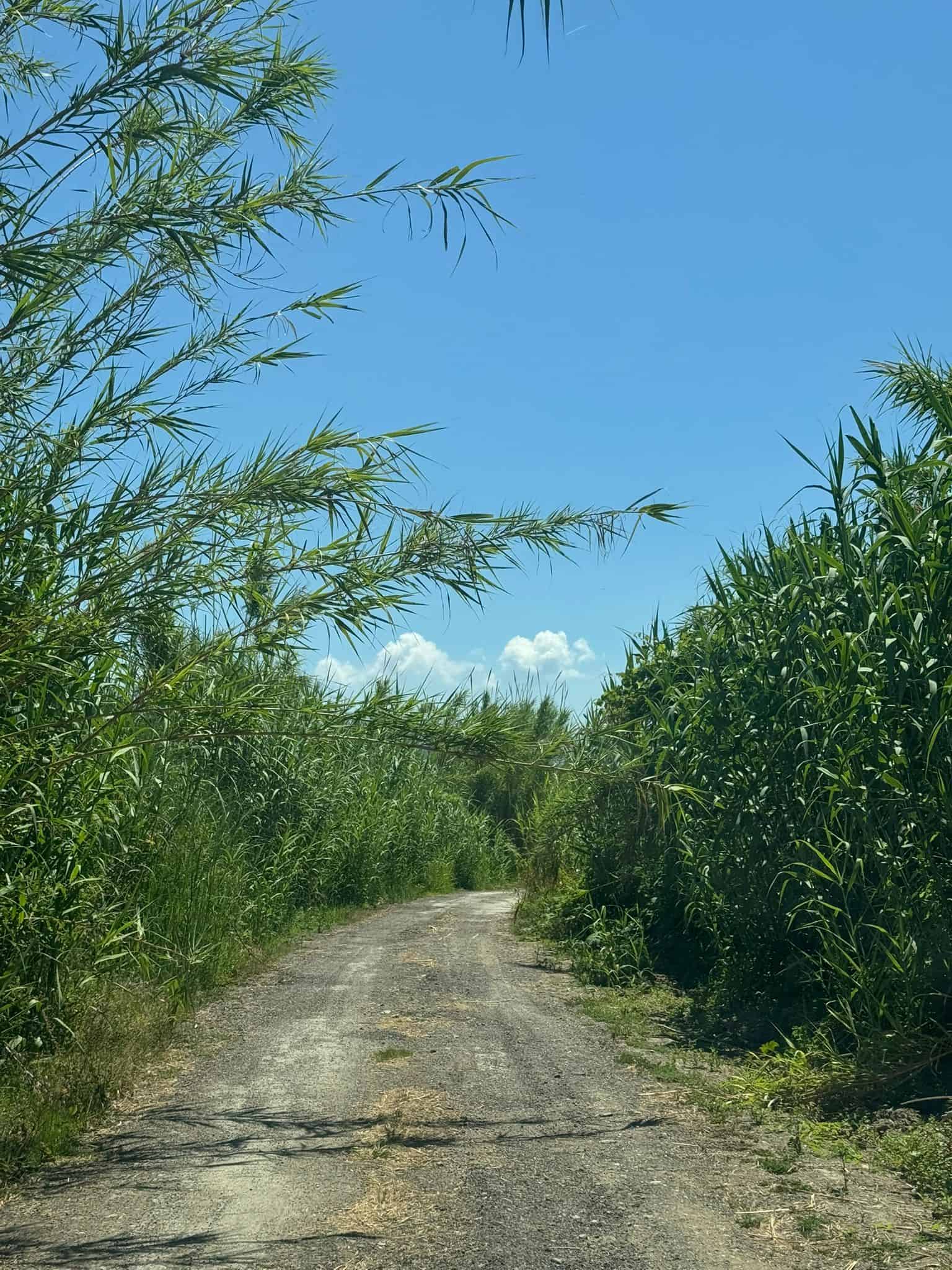 Sentiero sterrato tra alte piante verdi sotto un cielo azzurro con nuvole bianche.