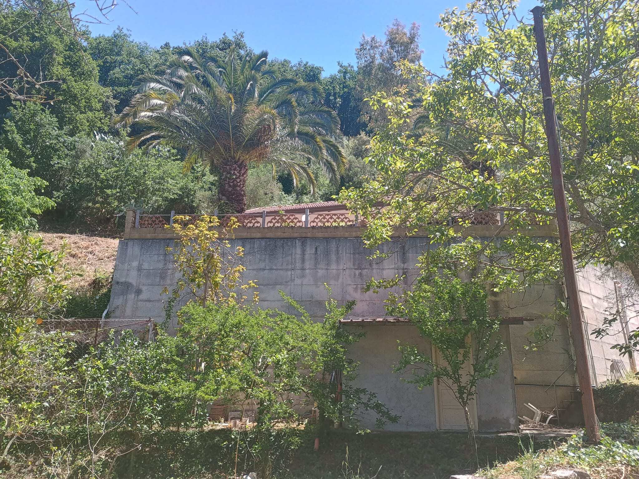 Piantagione di alberi e vegetazione rigogliosa su una collina con muro di cemento e cielo azzurro, rappresentando un ambiente naturale e tranquillo ideale per investimenti immobiliari o progetti di sv.