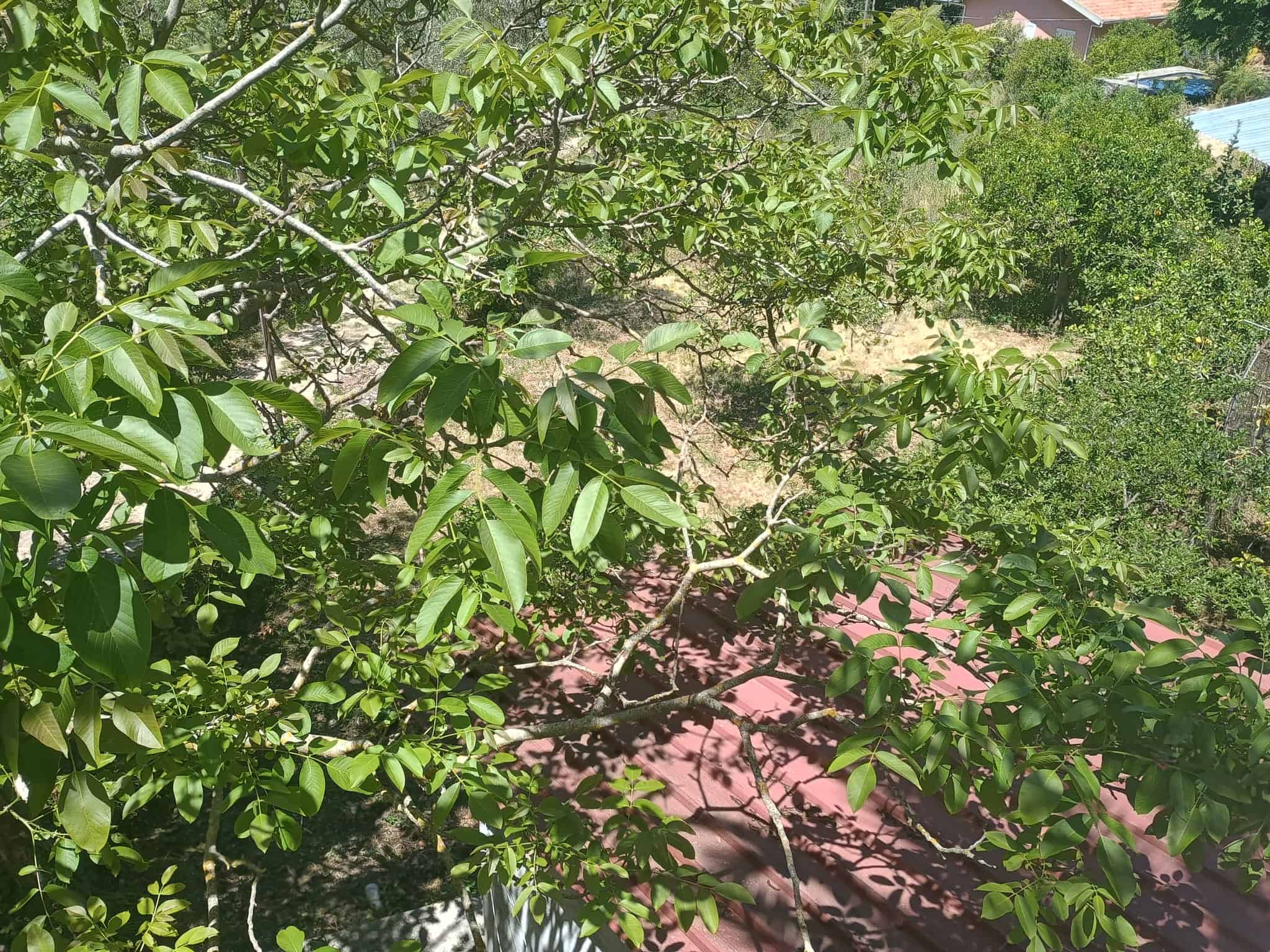 Alberi verdi e rigogliosi in un giardino soleggiato, con foglie dense e lucide, creando un ambiente naturale e rilassante all'aperto.