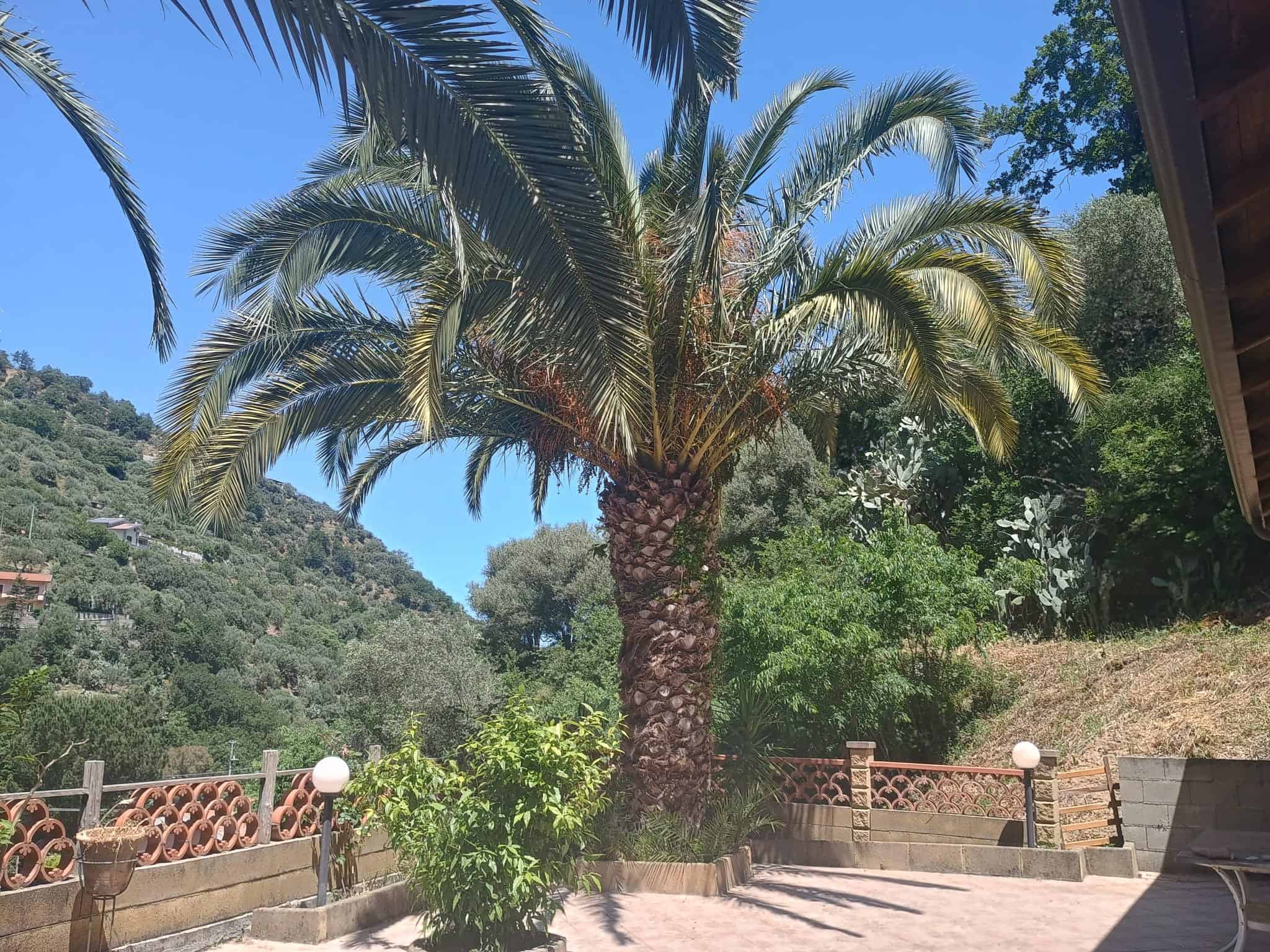 Altezza di una palma rigogliosa in un giardino mediterraneo con vista sulle colline, ambiente tranquillo e naturale, ideale per case vacanza o residenziali di lusso in Italia.