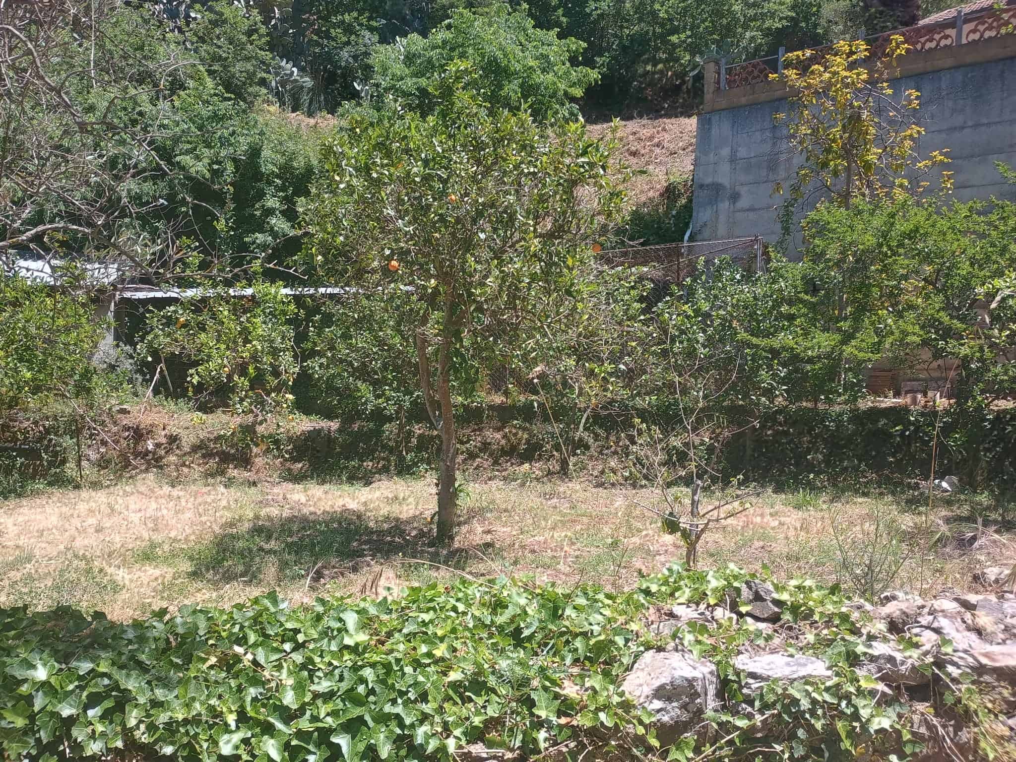 Giardino con alberi e vegetazione naturale, spazio esterno verde e tranquillo, ideale per relax e attività all'aperto, vicino a strutture residenziali e natura.