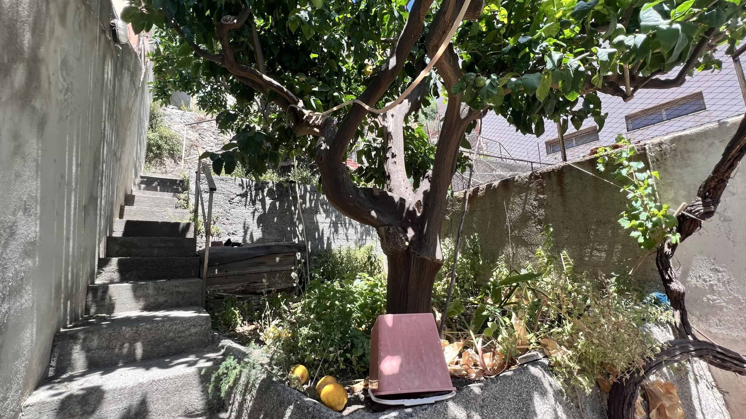 Giardino con alberi e scale in pietra, spazio esterno di una proprietà in vendita a Scaletta Zanclea.