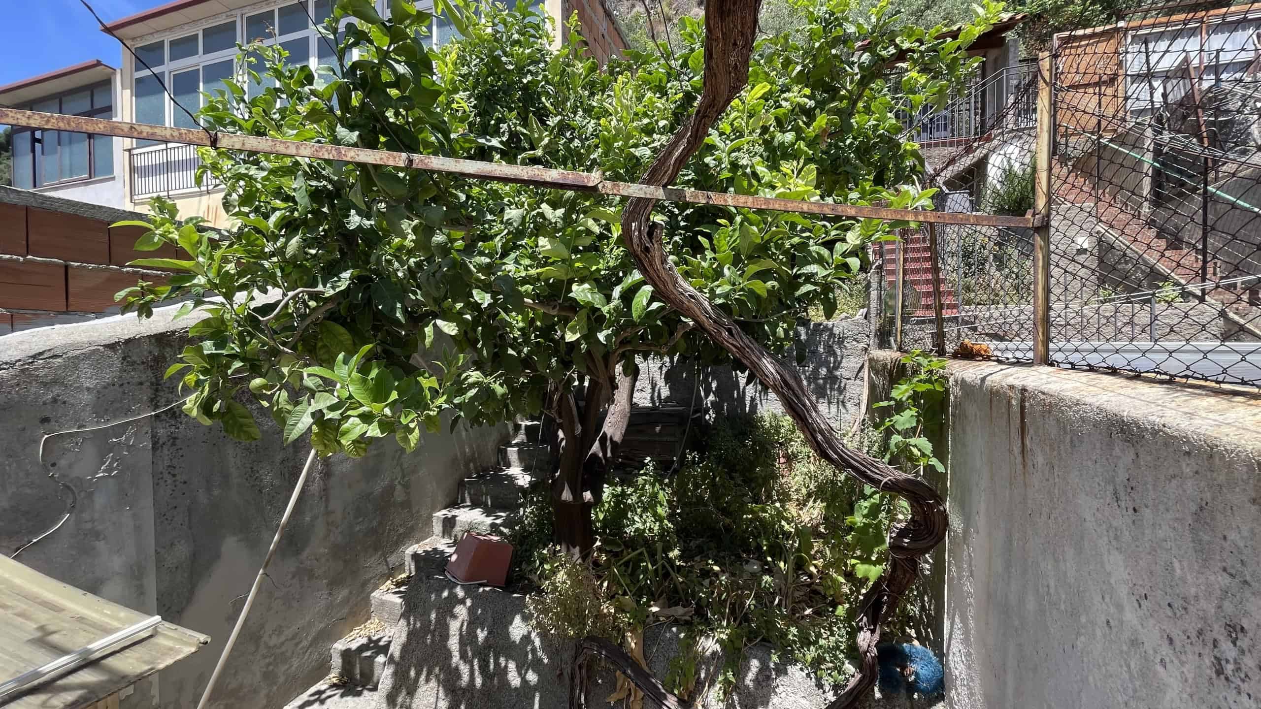 Giardino esterno con alberi, piante e recinzione in metallo, ambiente residenziale all'aperto.