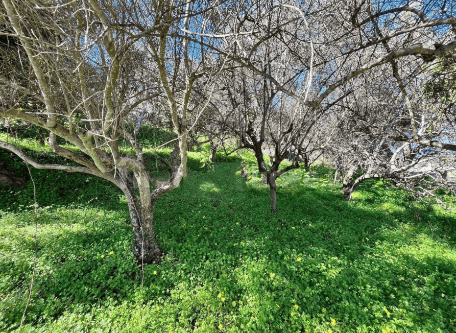 Un albero in fiore in un giardino primaverile con erba verde e fiori gialli, scenario naturale e tranquillo, ideale per immobili residenziali e spazi verdi, rappresenta la bellezza della natura e la s.