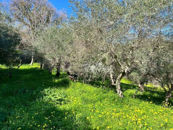 Olive trees in a lush green landscape with yellow wildflowers, under a clear blue sky, ideal for rural property or agricultural land in Italy.