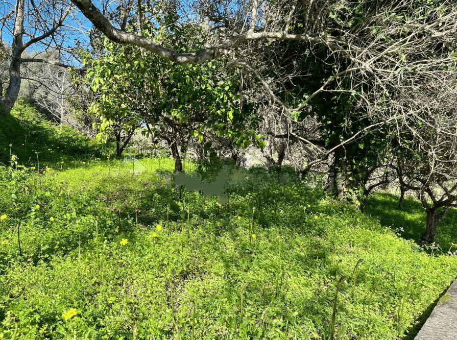 Giardino verde con alberi e fiori, ambiente naturale e tranquillo, ideale per relax e passeggiate all'aperto.