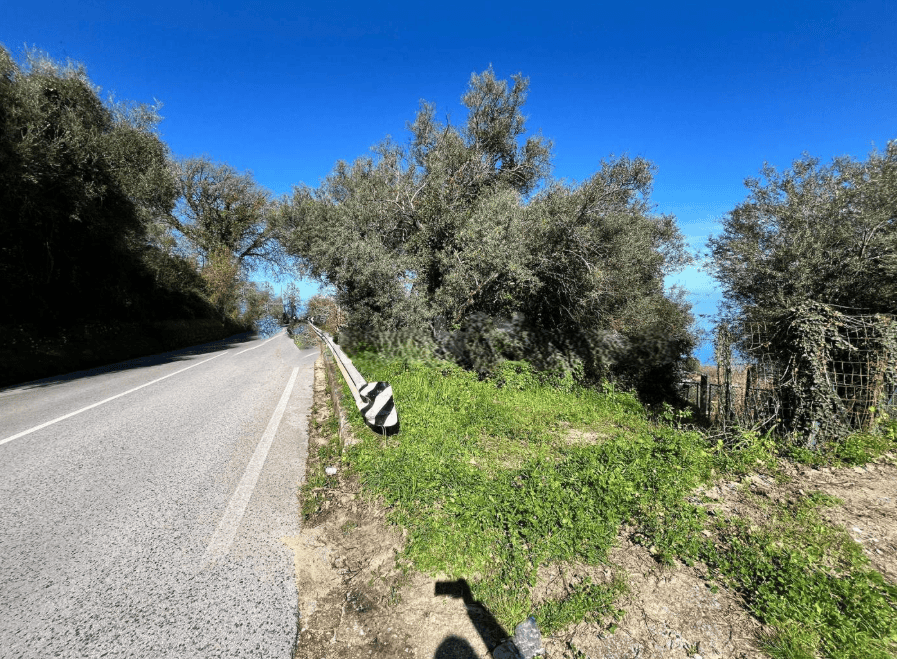 Vigneto di ulivi lungo una strada di campagna sotto un cielo azzurro, con vegetazione verde e paesaggio naturale, ideale per agriturismi e proprietà rurali in vendita in Italia.