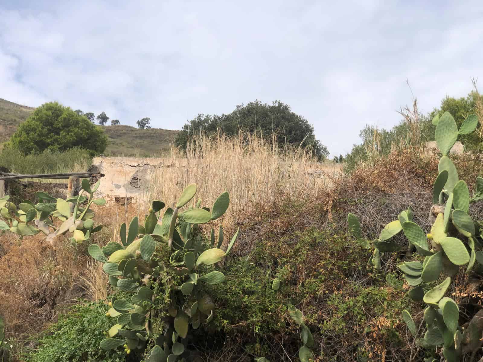 Piante di fico d'India e vegetazione naturale su un paesaggio collinare con cielo nuvoloso, in un ambiente rurale italiano.