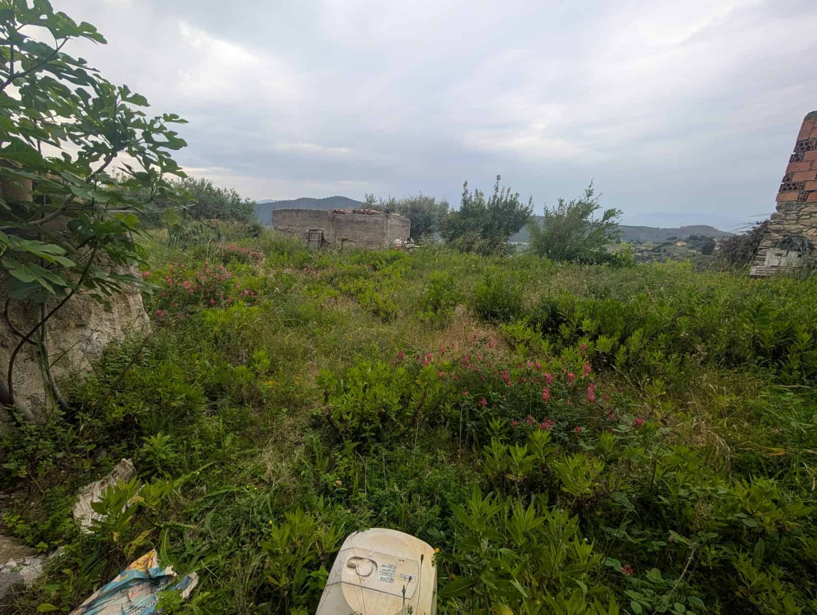 Terreno agricolo abbandonato con vegetazione rigogliosa e rovine in background, ideale per investimento immobiliare o sviluppo rurale.