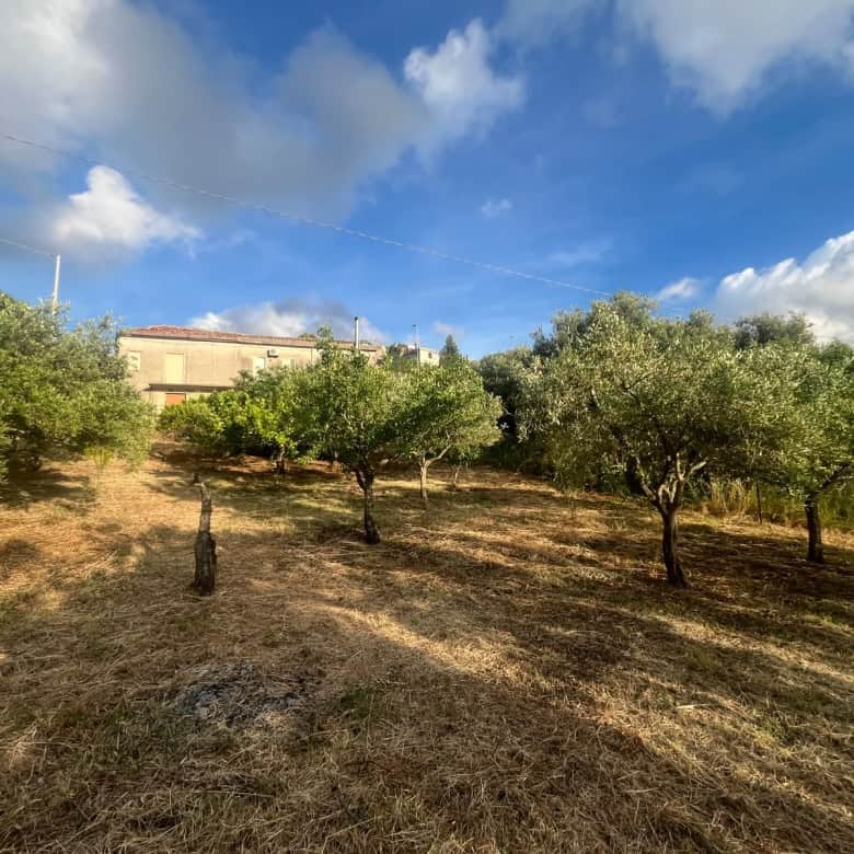 Terreno agricolo con alberi da frutto sotto un cielo sereno, ideale per investimenti immobiliari e agricoltura biologica in Italia.