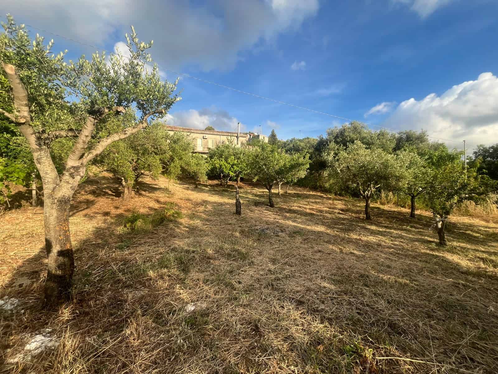 Paesaggio rurale con alberi di ulivo e cielo azzurro con nuvole, vicino a Gioiosa Marea.