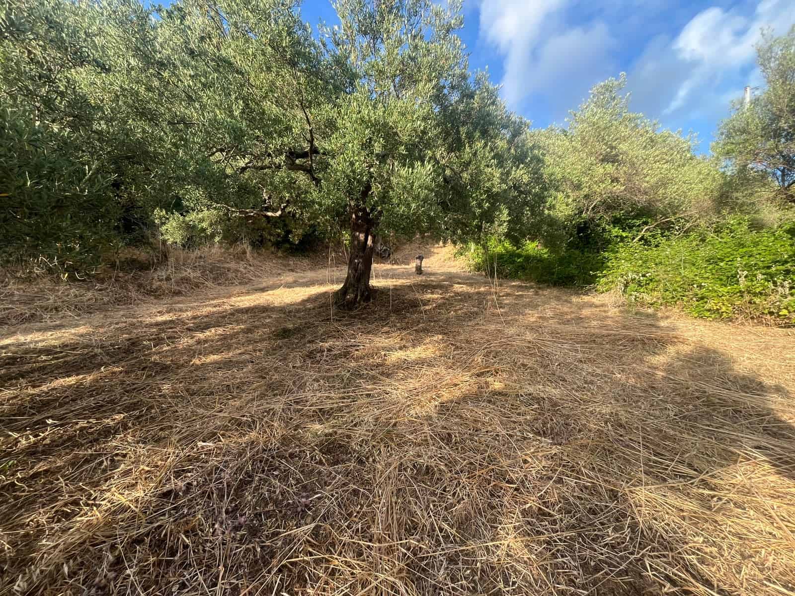 Paesaggio rurale con alberi e terreno secco, cielo sereno con nuvole sparse.