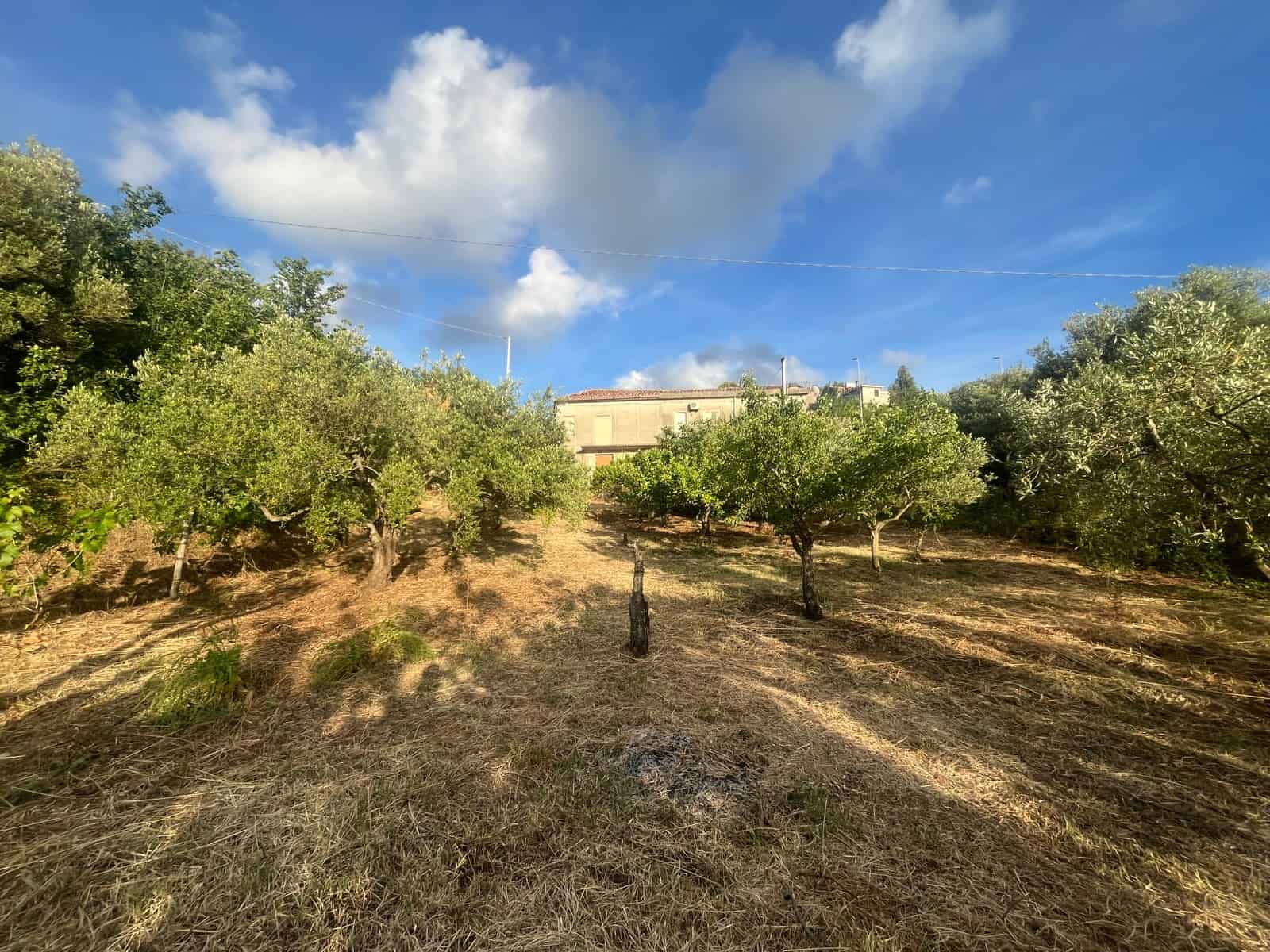Orto con alberi di agrumi e cielo azzurro con nuvole, vicino a Casa in vendita a Gioiosa Marea.