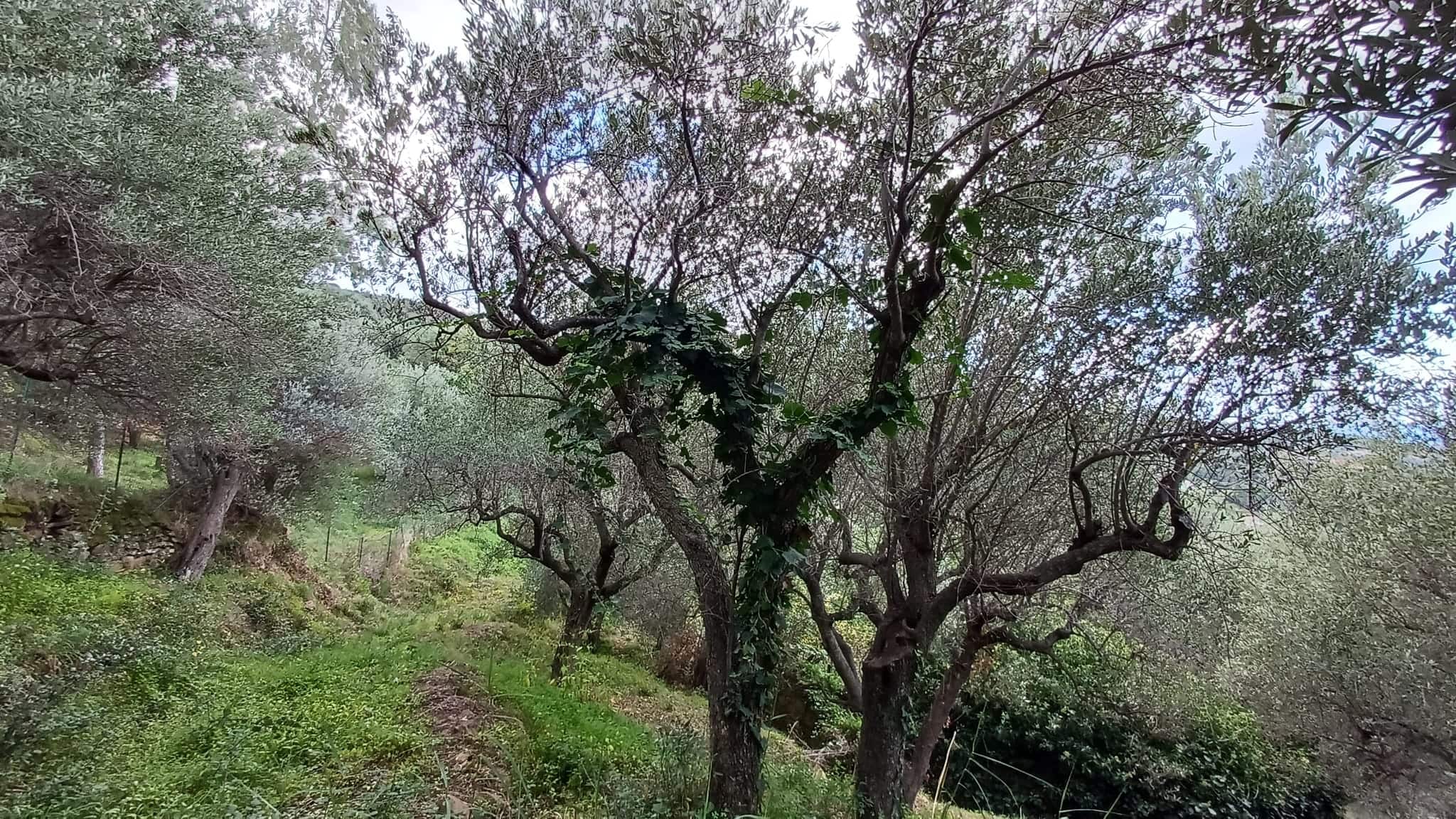 Terreno edificabile con alberi di ulivo e vegetazione naturale a Capo d'Orlando, Sicilia.