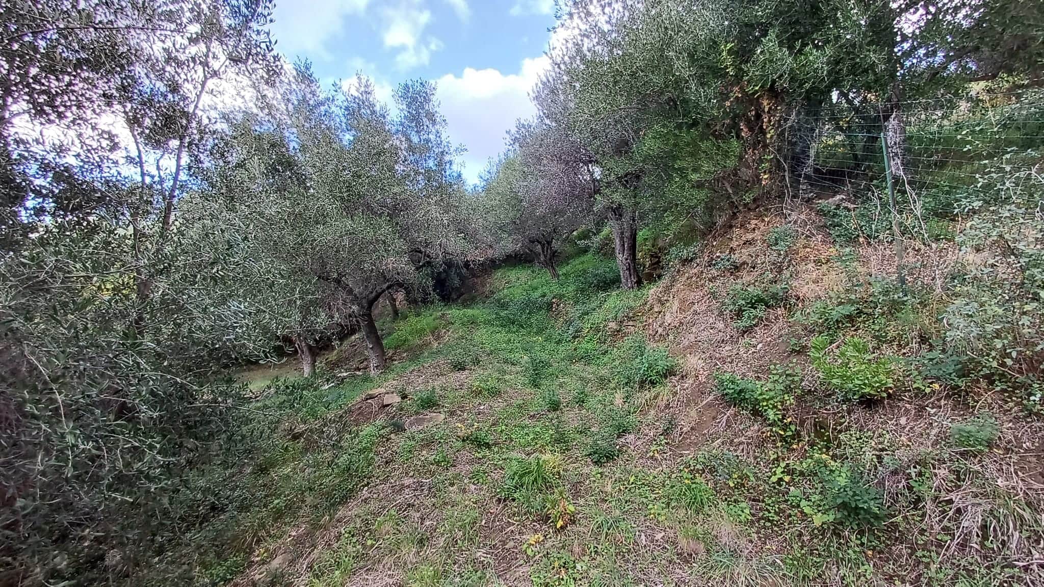 Terreno edificabile in vendita a Capo d'Orlando con piante di ulivo e vista naturale.