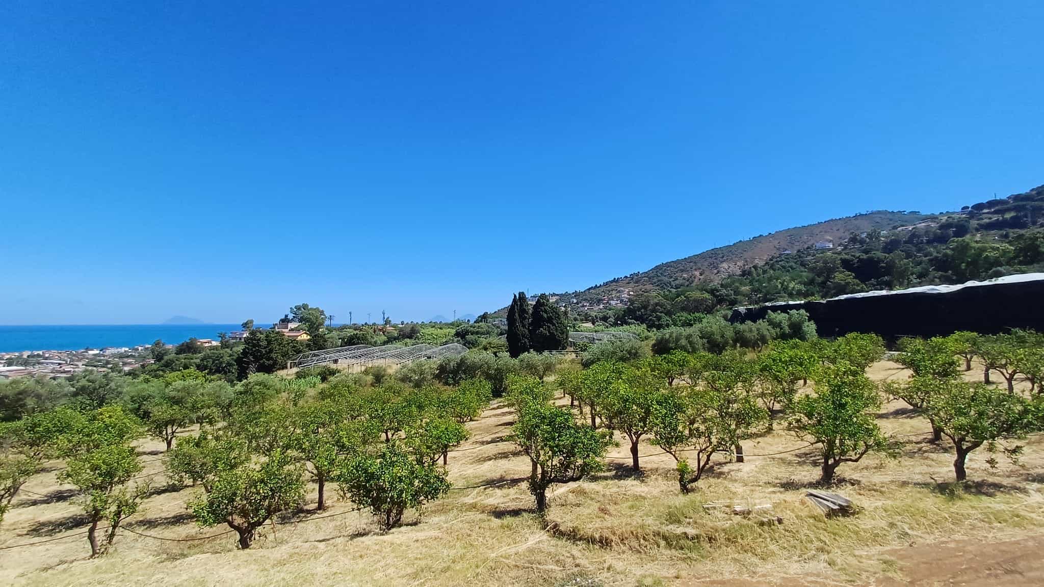 Terreno agricolo con alberi da frutto e vista sul mare e sulle colline di Capo d'Orlando, Sicilia.