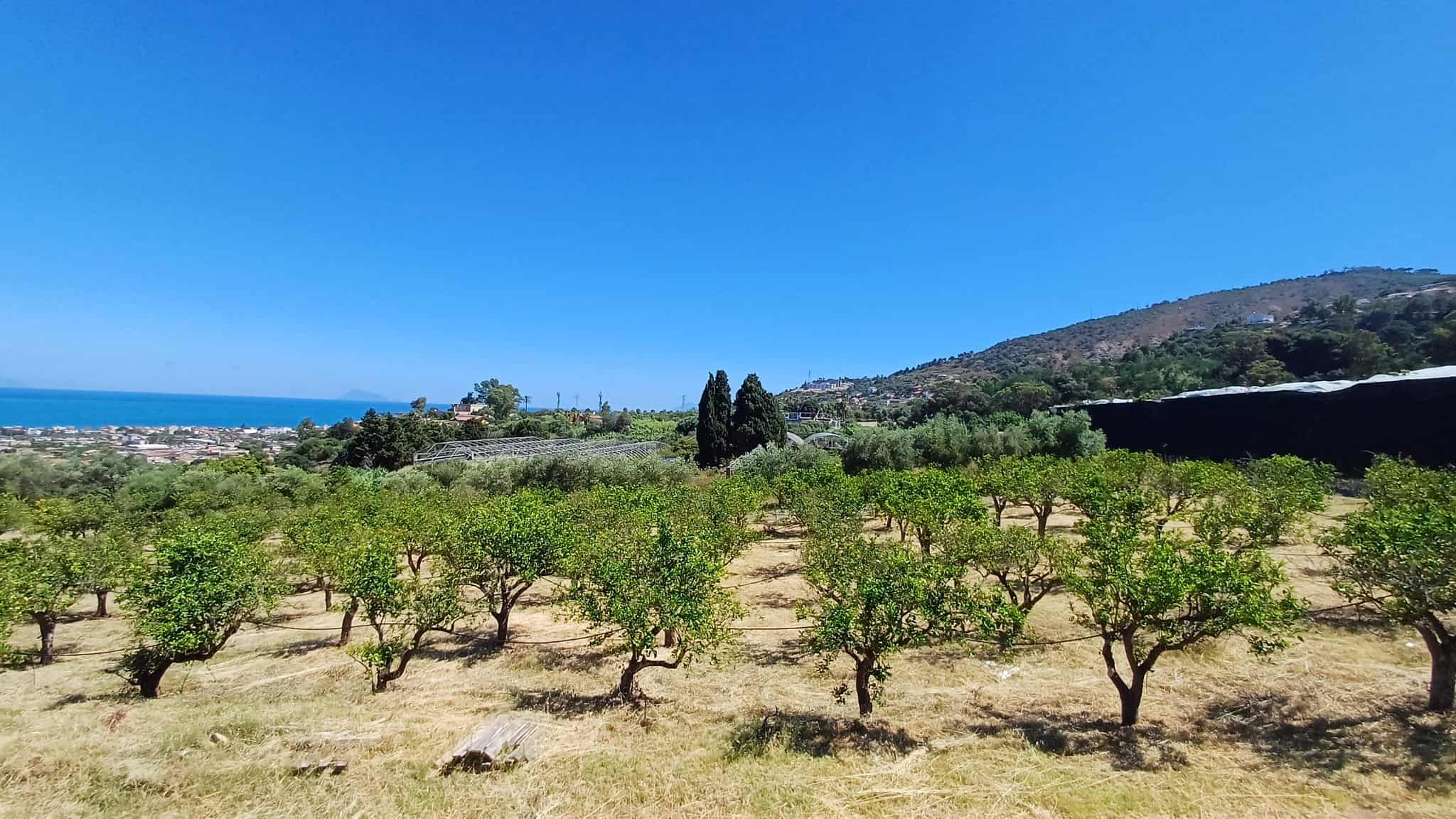 Terreno agricolo con alberi da frutto e vista sul mare e sulle colline di Capo d'Orlando, Sicilia.