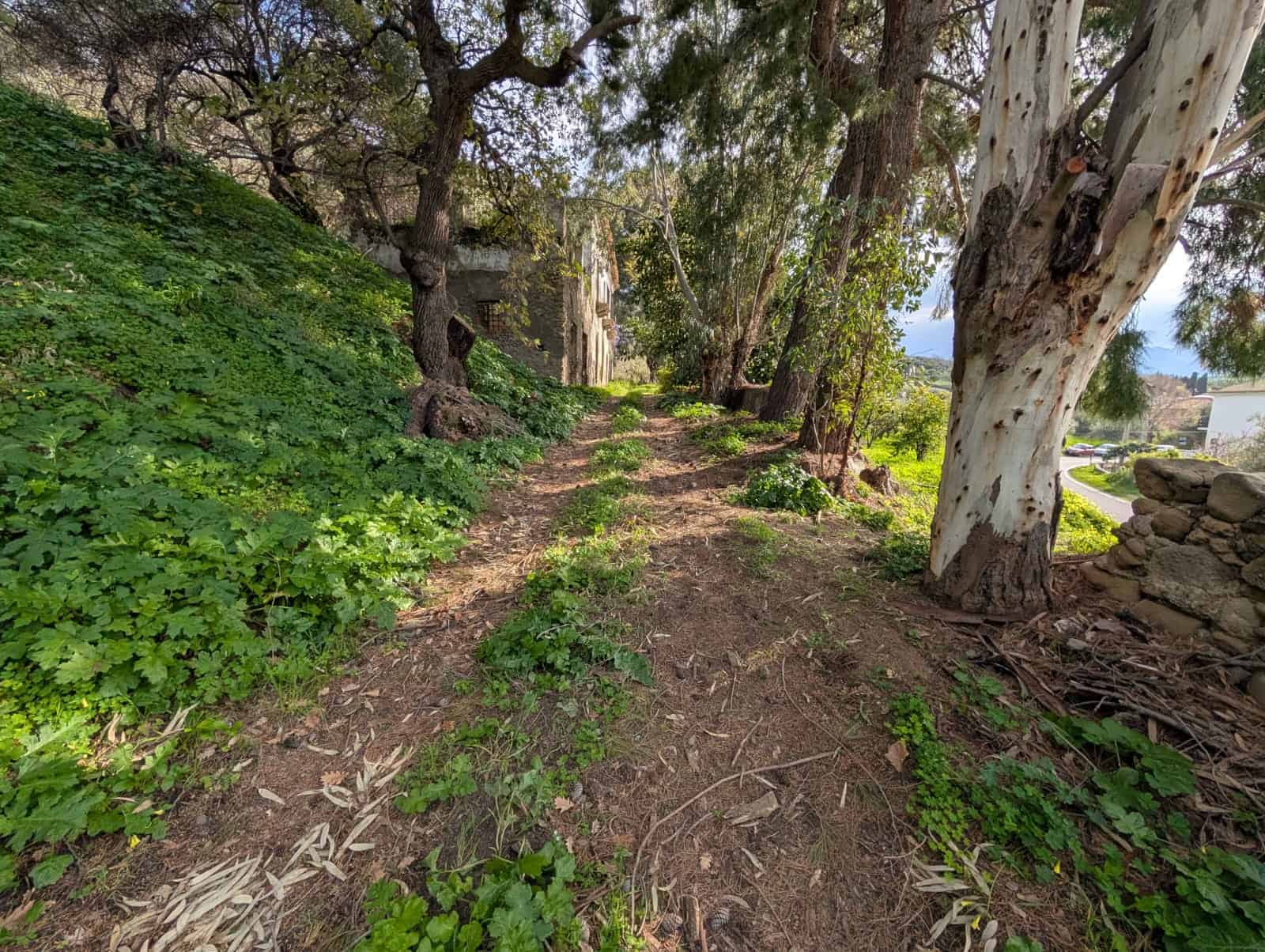 Terreno con alberi e vegetazione vicino a un rudere in vendita a Patti, Messina.