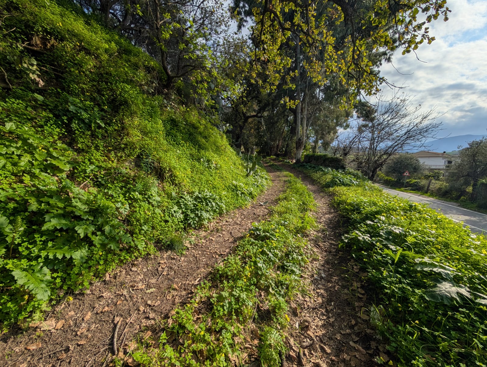 Sentiero sterrato tra vegetazione verde e alberi, con vista sul cielo nuvoloso e paesaggio circostante.