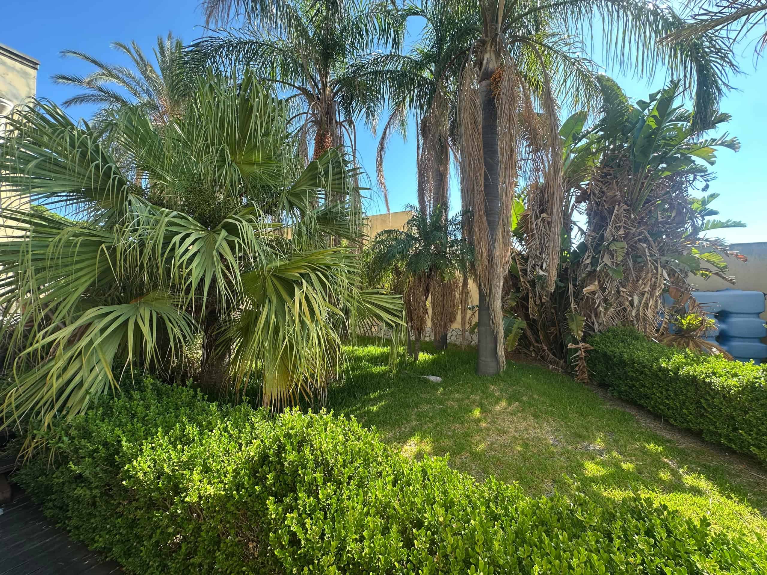 Giardino con palme e vegetazione rigogliosa vicino a Villa in vendita a Milazzo, ME.