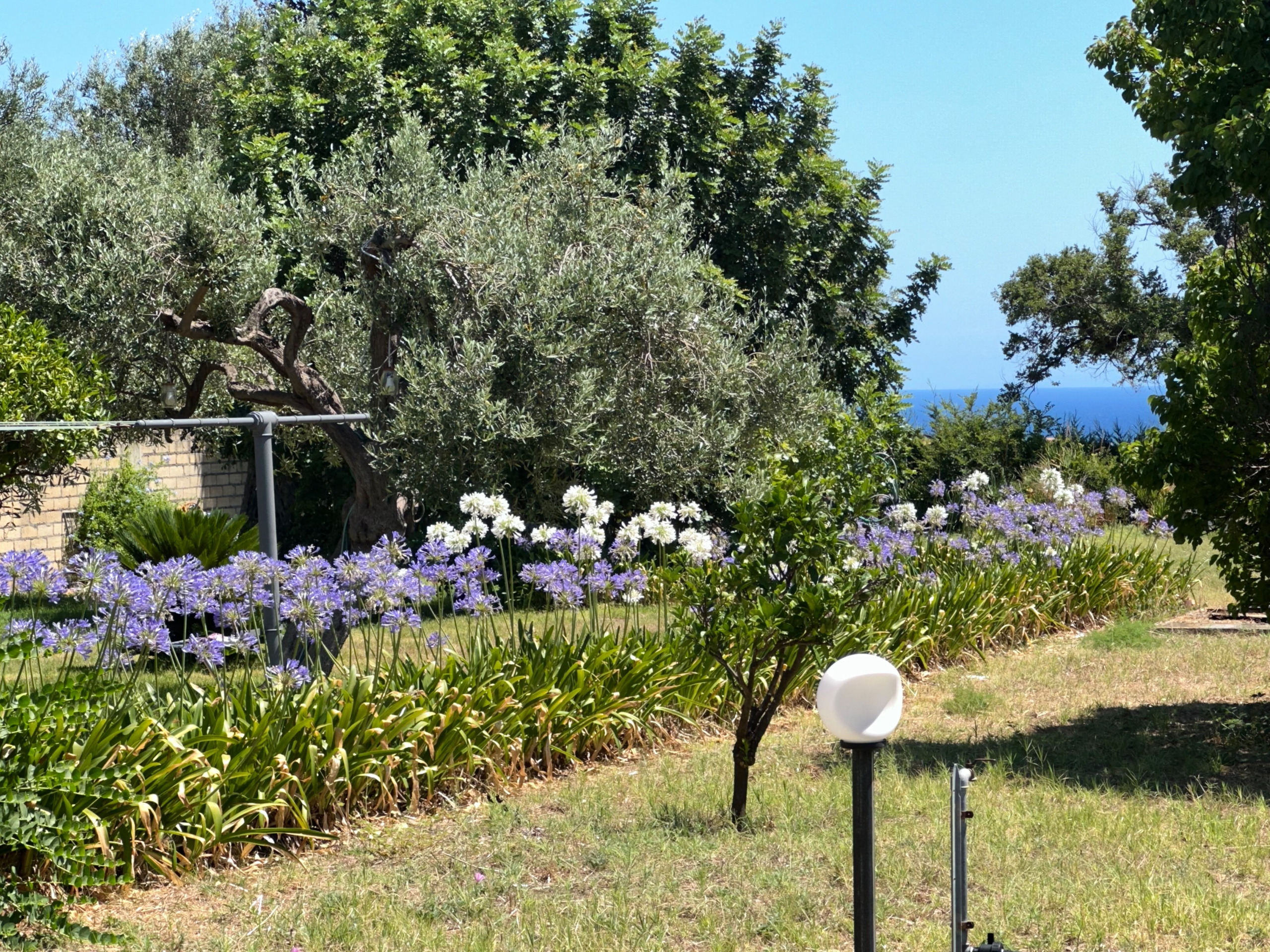 Giardino con piante e alberi, vista sul mare in lontananza, atmosfera tranquilla e naturale.