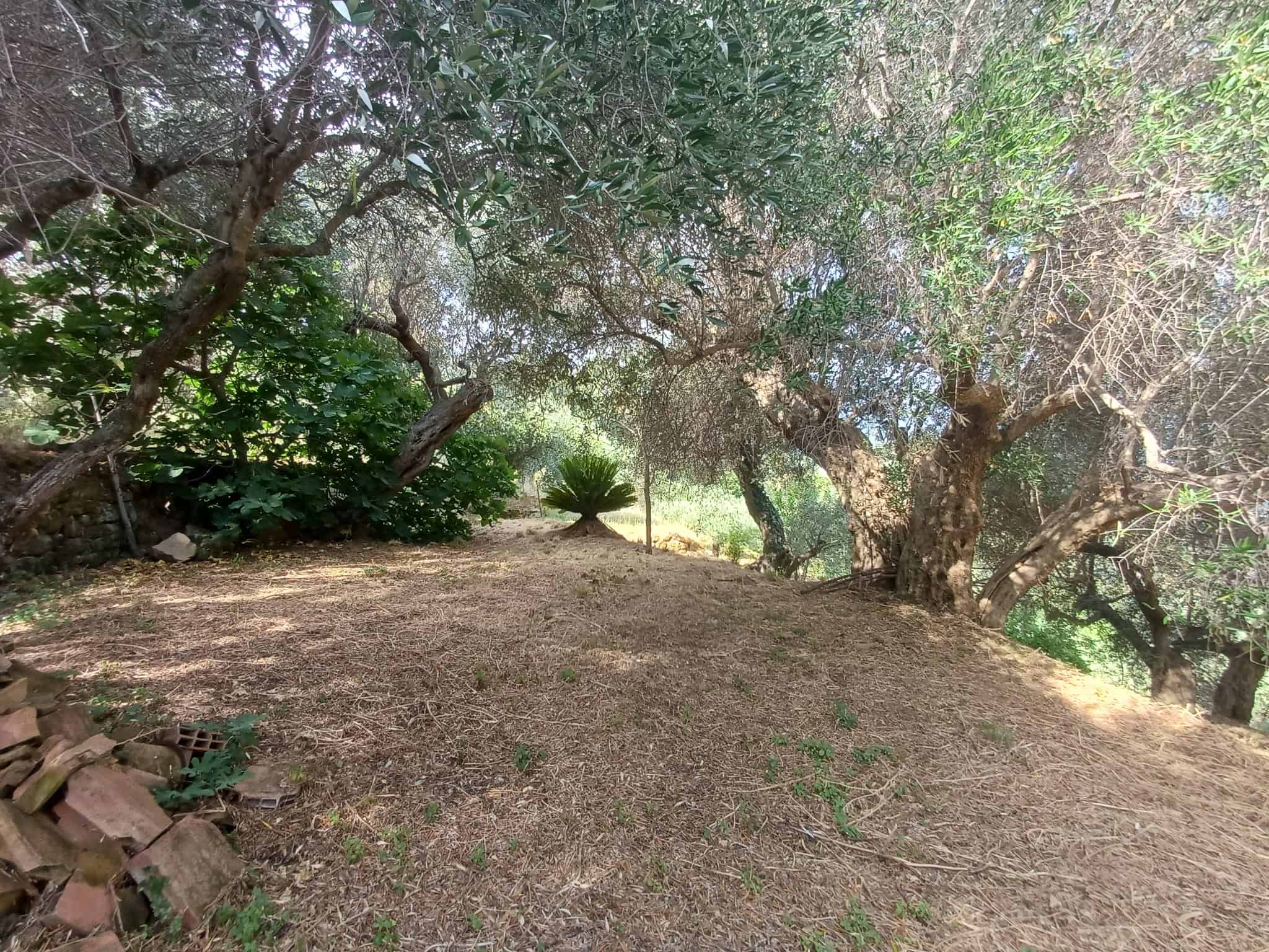 Giardino con alberi e vegetazione in zona tranquilla a Capo d'Orlando, Me.